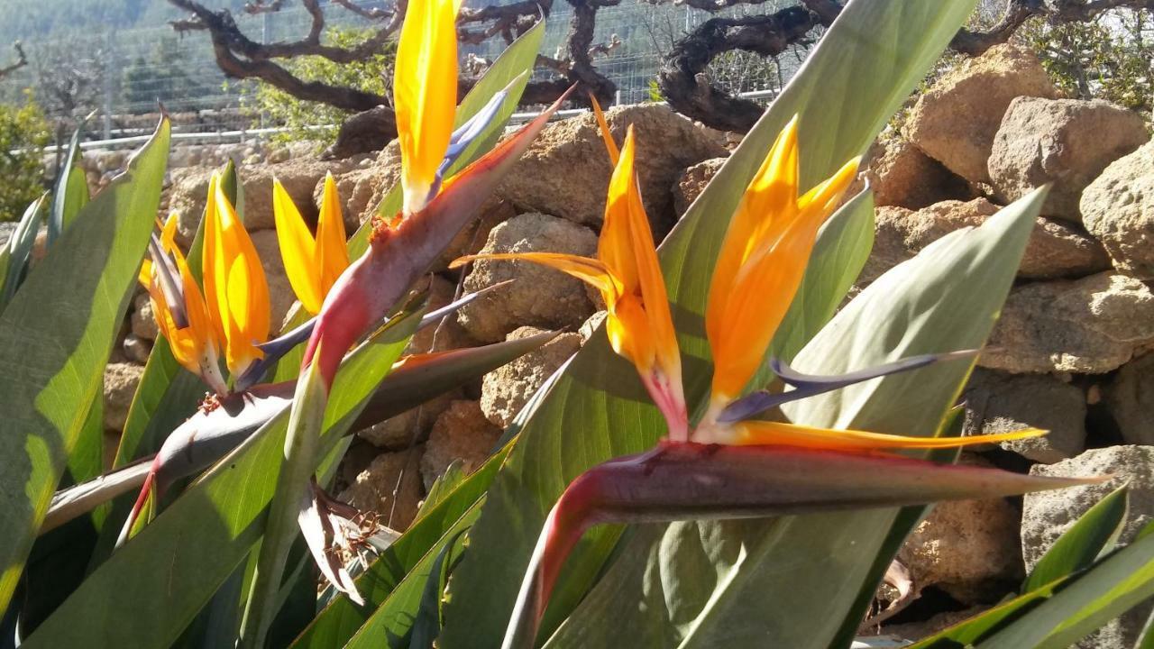 Finca Dulce Maikel Granadilla De Abona Luaran gambar
